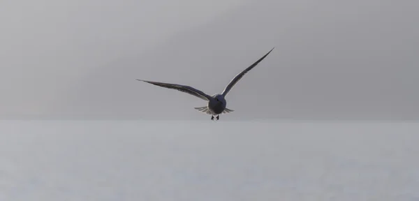 Seagull flying on lake — Stock Photo, Image