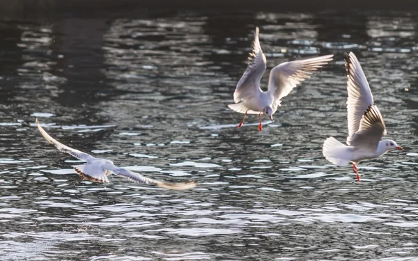 Burung camar terbang di danau — Stok Foto
