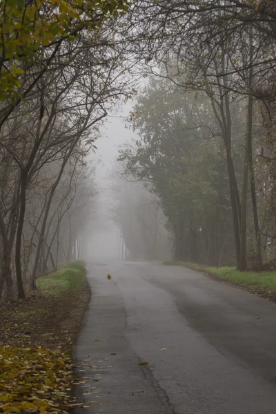 Calle en la niebla — Foto de Stock