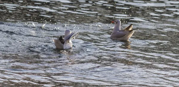 Seagull flying on lake — Stock Photo, Image