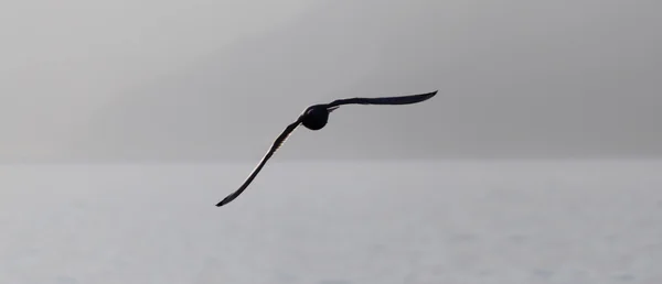 湖の上を飛んでカモメ — ストック写真