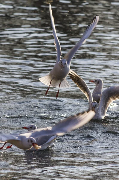 Måsen flyger på sjön — Stockfoto