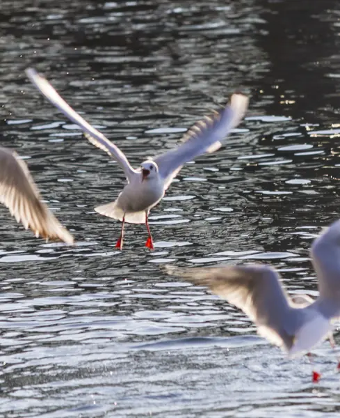 Möwe fliegt auf See — Stockfoto