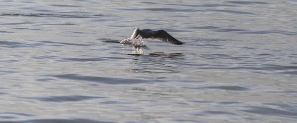 湖の上を飛んでカモメ — ストック写真