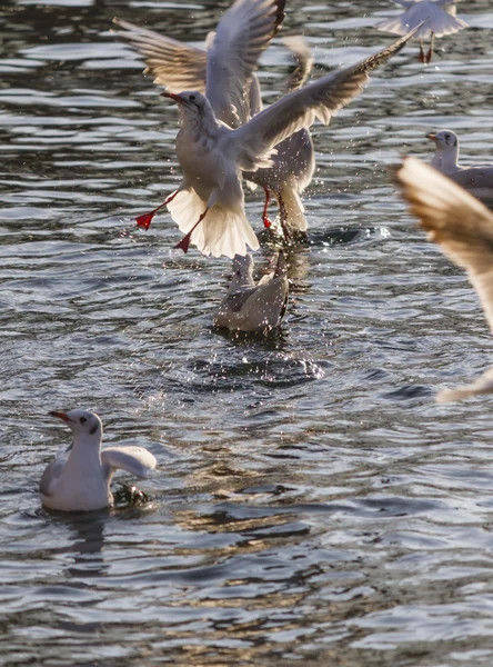 Seagull flying on lake — Stock Photo, Image