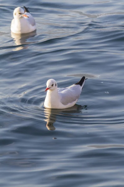 Mouette sur le lac — Photo