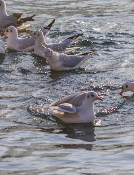 Möwe fliegt auf See — Stockfoto