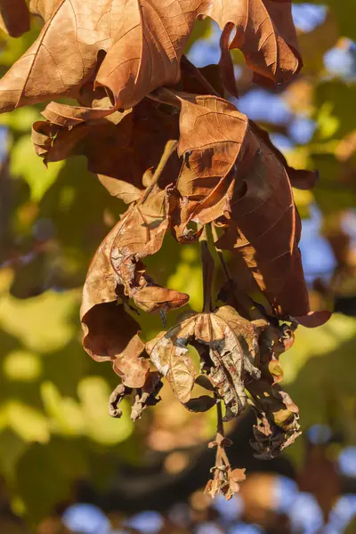 Herfstbladeren in de tuin — Stockfoto