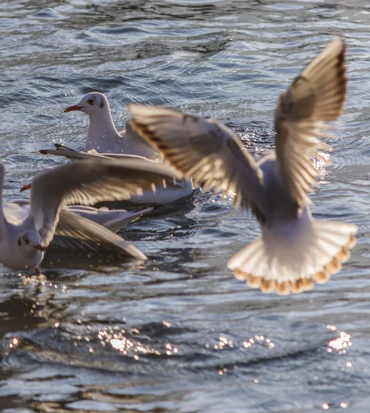Gaivota voando no lago — Fotografia de Stock
