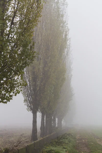 Campo en la niebla — Foto de Stock
