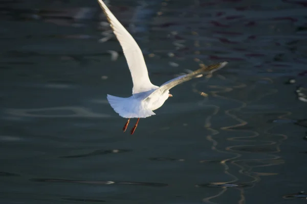 Чайка літає на озері — стокове фото