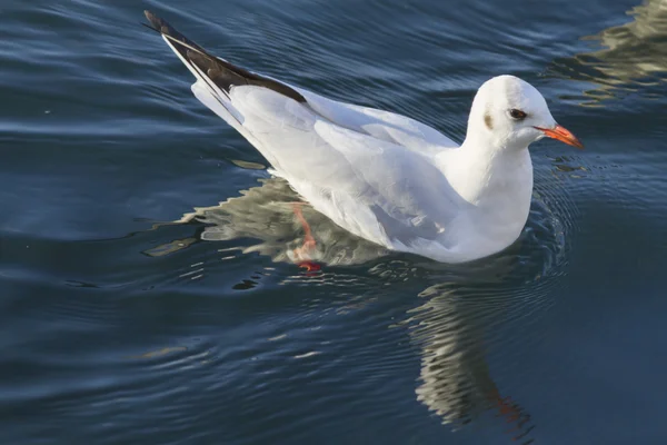 Seagull on lake — Stock Photo, Image