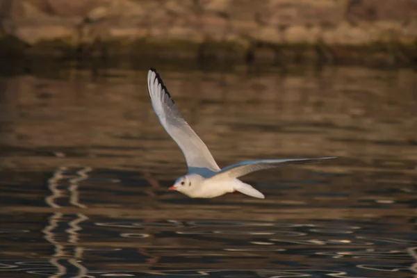 Gaivota voando no lago — Fotografia de Stock