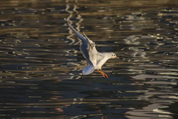 Pescărușul zburând pe lac — Fotografie, imagine de stoc