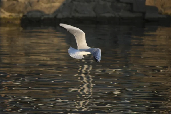 Gaivota voando no lago — Fotografia de Stock