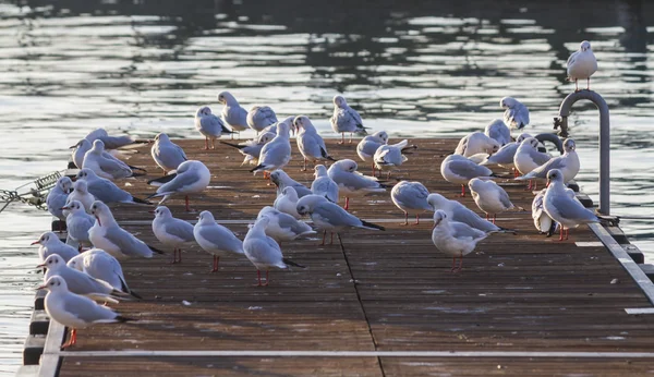 Seagull on pier — Stock Photo, Image