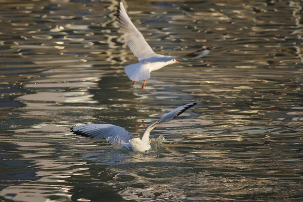Чайка літає на озері — стокове фото
