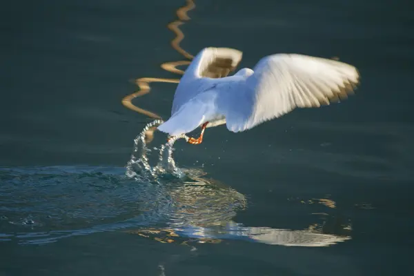 Чайка летит по озеру — стоковое фото