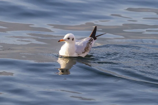 Gaviota en el lago — Foto de Stock