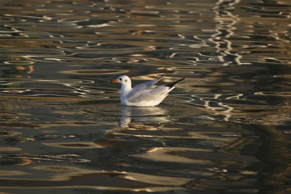 Чайка на озері — стокове фото