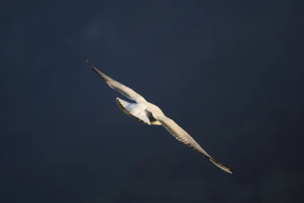 Mouette volant sur le lac — Photo