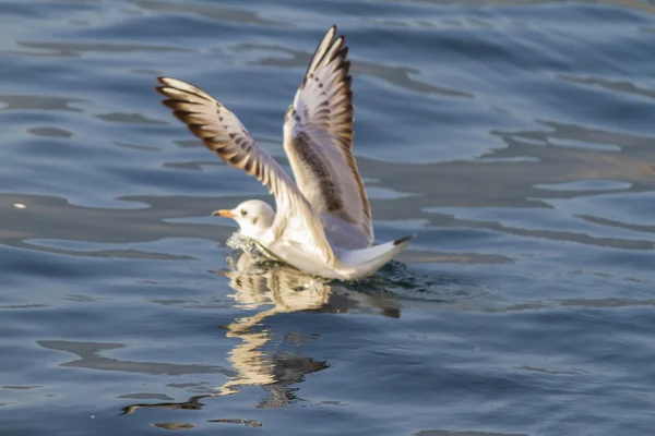 Gaviota en el lago —  Fotos de Stock