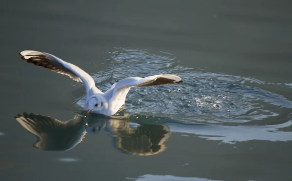 Gabbiano che vola sul lago — Foto Stock