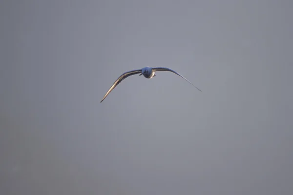 湖の上を飛んでカモメ — ストック写真