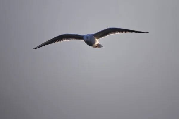 湖の上を飛んでカモメ — ストック写真