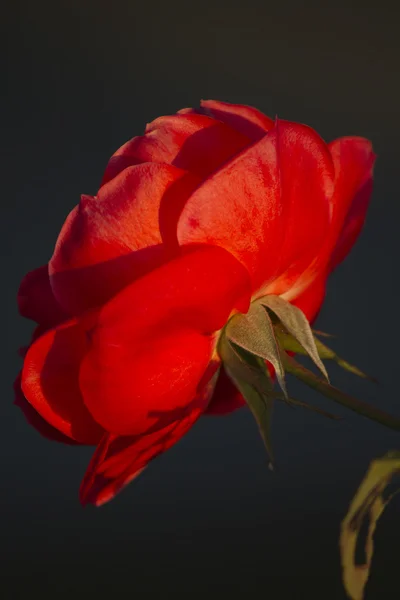 Rozen in de tuin — Stockfoto