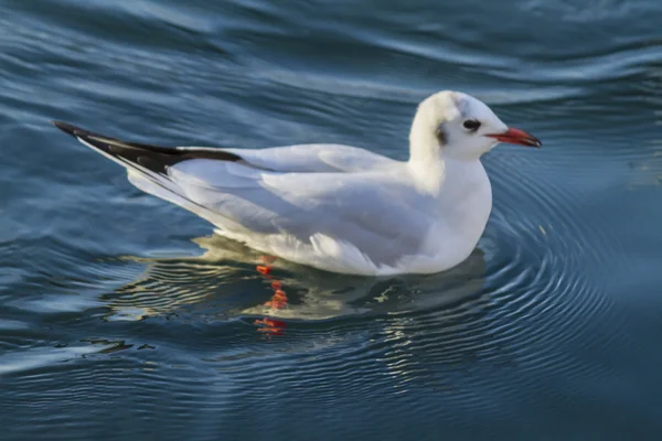 Möwe auf dem See — Stockfoto