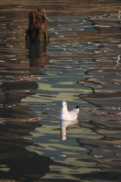 호수에 갈매기 — 스톡 사진