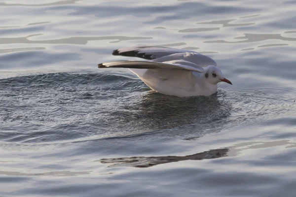 Gaviota volando en el lago —  Fotos de Stock