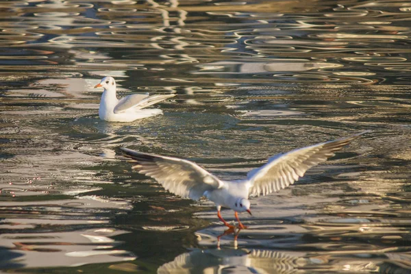 Måsen flyger på sjön — Stockfoto