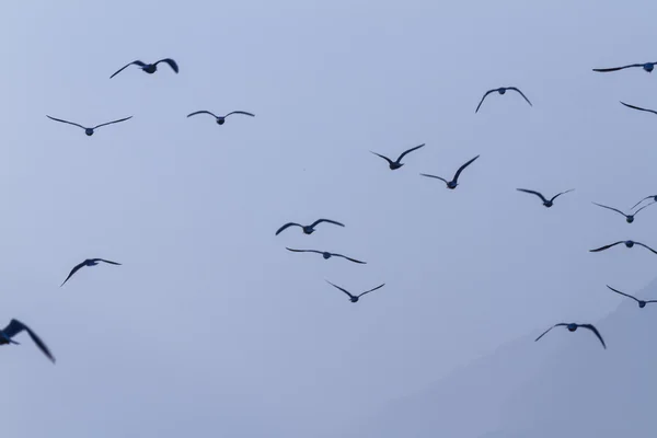 Seagull vliegen op lake — Stockfoto