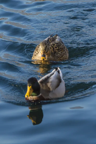 Pato no lago — Fotografia de Stock