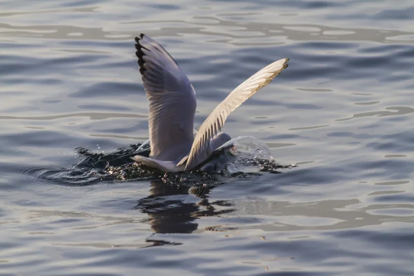 Möwe fliegt auf See — Stockfoto