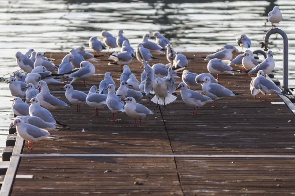 Möwe auf Pier — Stockfoto