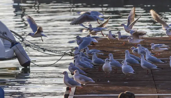 Seagull on pier — Stock Photo, Image