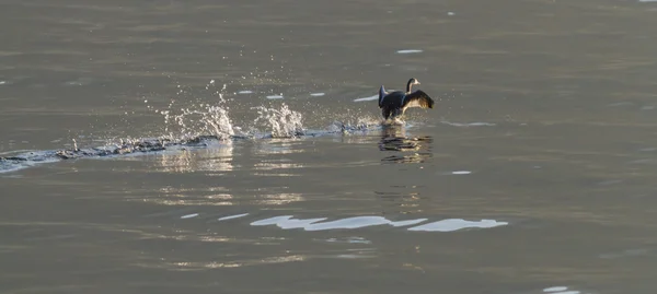 Gaviota volando en el lago — Foto de Stock