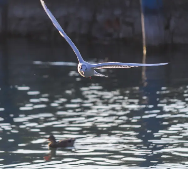 Gaviota volando en el lago — Foto de Stock