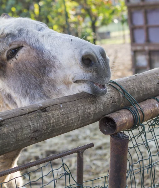 Donkey in the farm — Stock Photo, Image