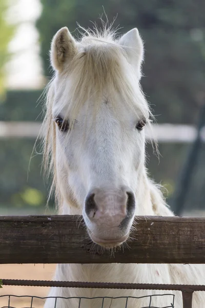 Esel auf dem Bauernhof — Stockfoto