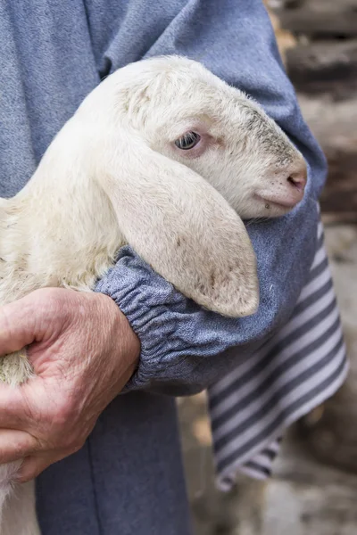 Lamm mit Hirte — Stockfoto