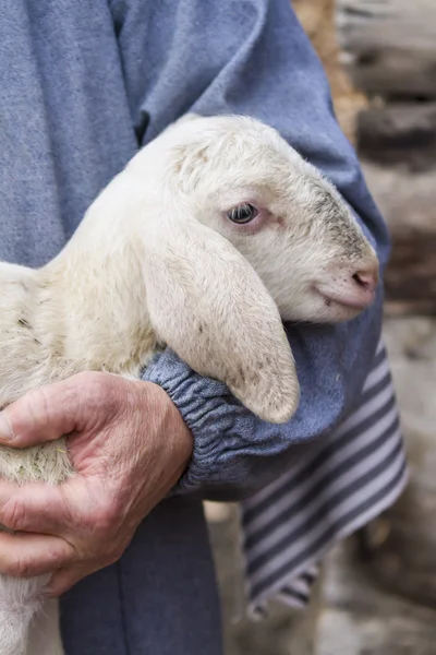 Lamm mit Hirte — Stockfoto