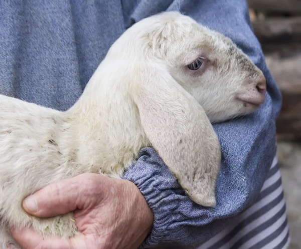 Lamb with shepherd — Stock Photo, Image