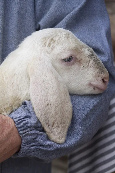 Lamb with shepherd — Stock Photo, Image