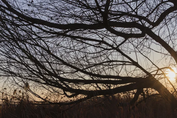 Baum im Wald bei Sonnenuntergang — Stockfoto