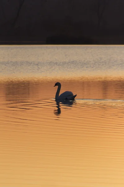 Zwaan op meer bij zonsondergang — Stockfoto