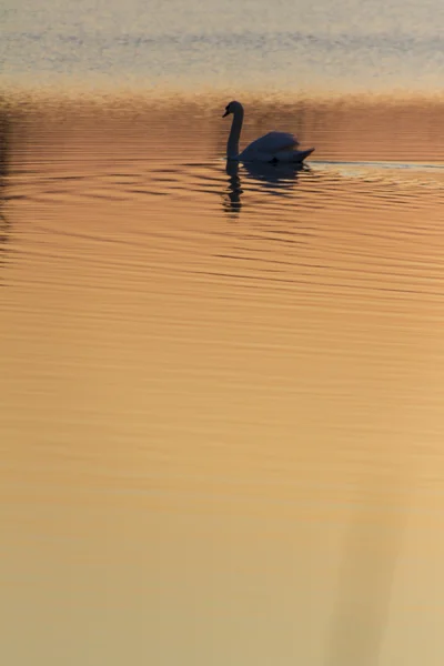 Cigno sul lago al tramonto — Foto Stock